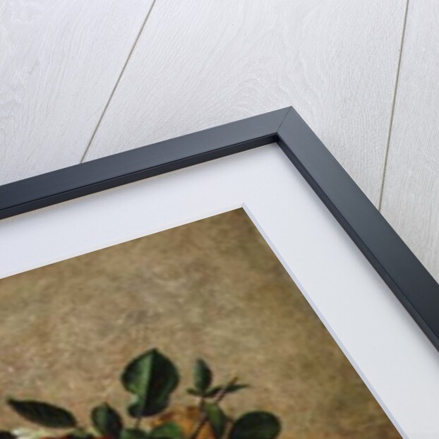 AB/110/2 All Beauty in a Summer Rose by Albert Williams