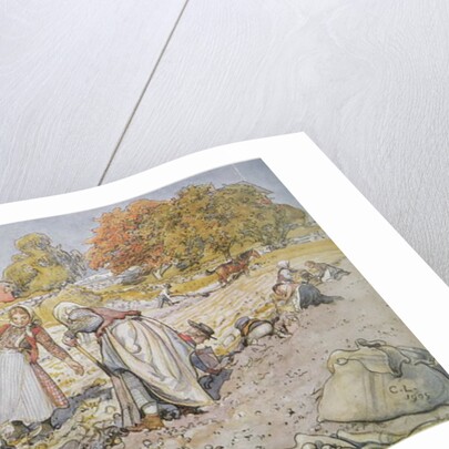Digging Potatoes, 1905 by Carl Larsson