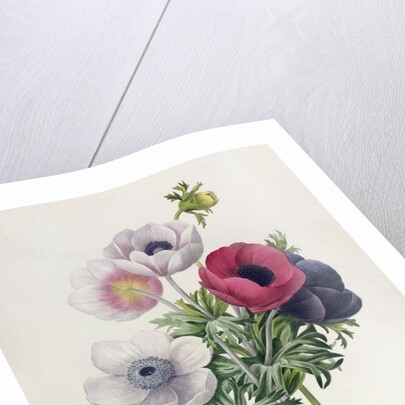 Anemone: Simple by Pierre Joseph Redouté