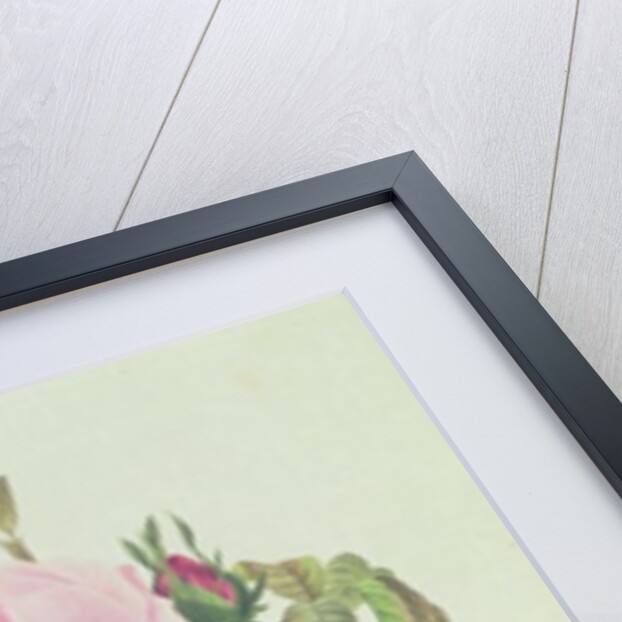 Rose, anemone and Clematide by Pierre Joseph Redouté