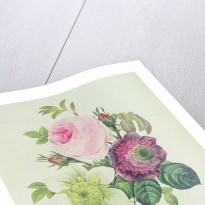 Rose, anemone and Clematide by Pierre Joseph Redouté