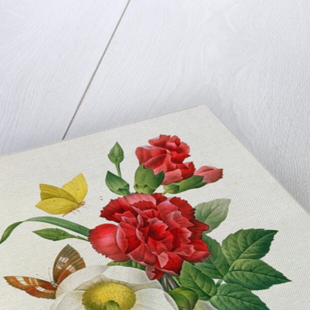 Christmas Rose, Helleborus niger and Red Carnation with Butterflies by Pierre Joseph Redouté