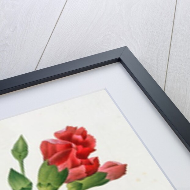 Christmas Rose, Helleborus niger and Red Carnation with Butterflies by Pierre Joseph Redouté