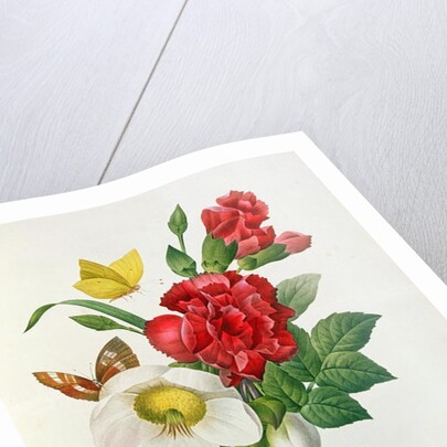 Christmas Rose, Helleborus niger and Red Carnation with Butterflies by Pierre Joseph Redouté