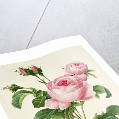 Rosa Centifolia by Pierre-Joseph Redouté