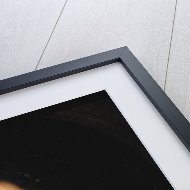 Portrait of Frances Howard Countess of Somerset, c.1615 by William Larkin