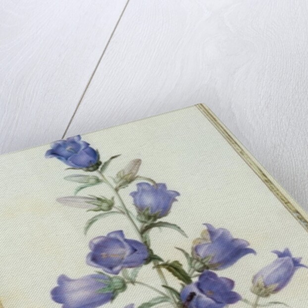 Campanula: Medium 1787 by Pierre Joseph Redouté