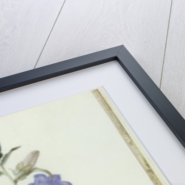 Campanula: Medium 1787 by Pierre Joseph Redouté