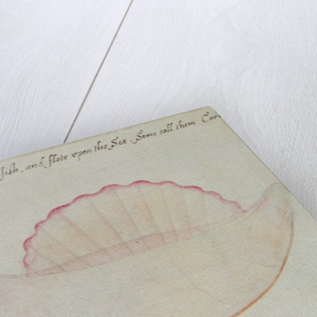 Portuguese Man-o'-War by John White