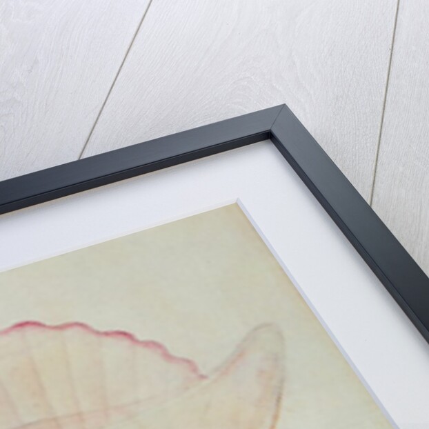 Portuguese Man-o'-War by John White