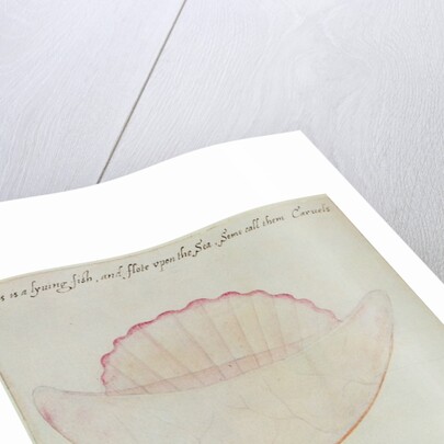 Portuguese Man-o'-War by John White