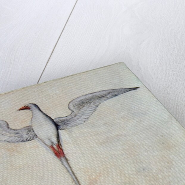 Tropic Bird by John White