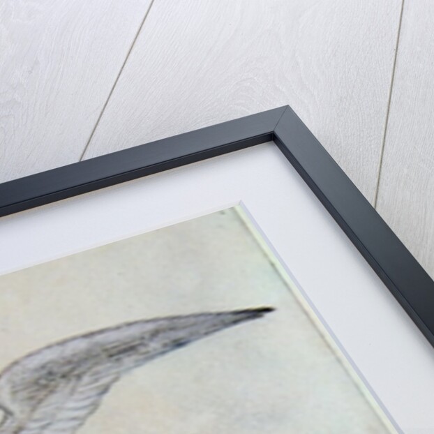 Tropic Bird by John White