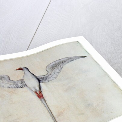 Tropic Bird by John White