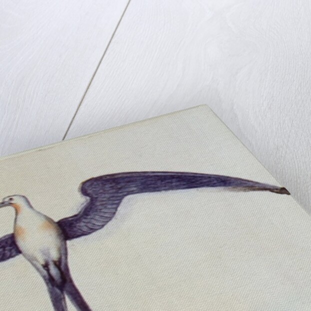 Frigate Bird by John White
