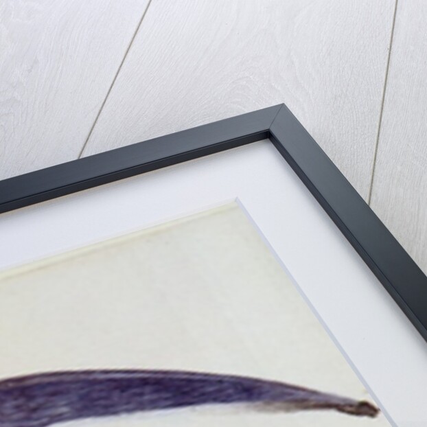 Frigate Bird by John White