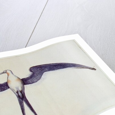 Frigate Bird by John White