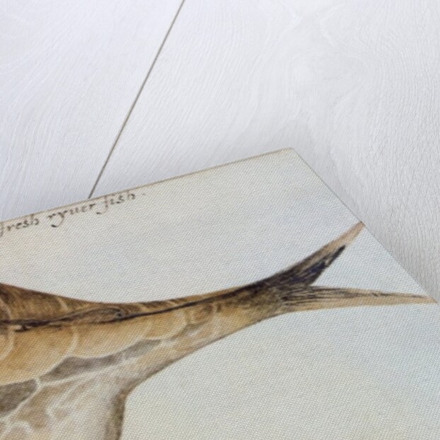 Puffer by John White