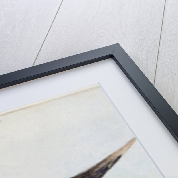 Puffer by John White