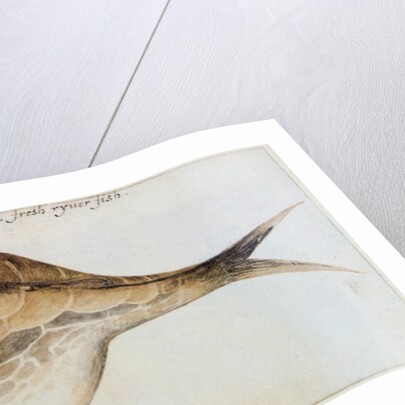 Puffer by John White