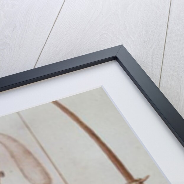 Indian Man of Florida by John White