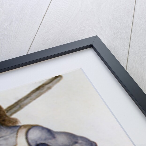 Ancient British Man by John (after) White