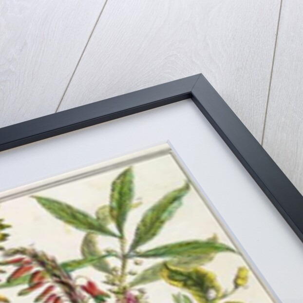 January by Pieter Casteels