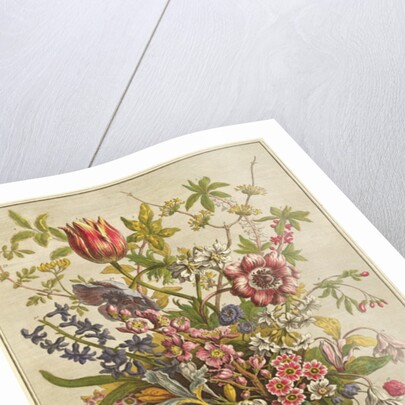 February, from `Twelve Months of Flowers' by Robert Furber by Pieter (after) Casteels