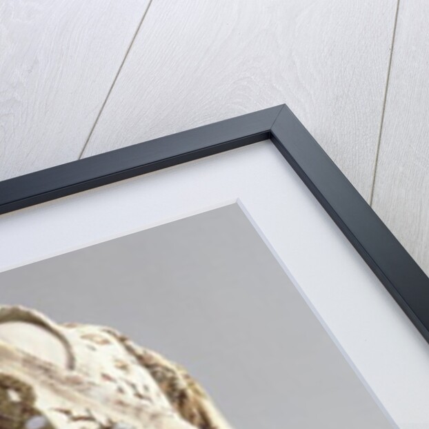 Coat, from Iran, Safavid, c.1600 by Anonymous