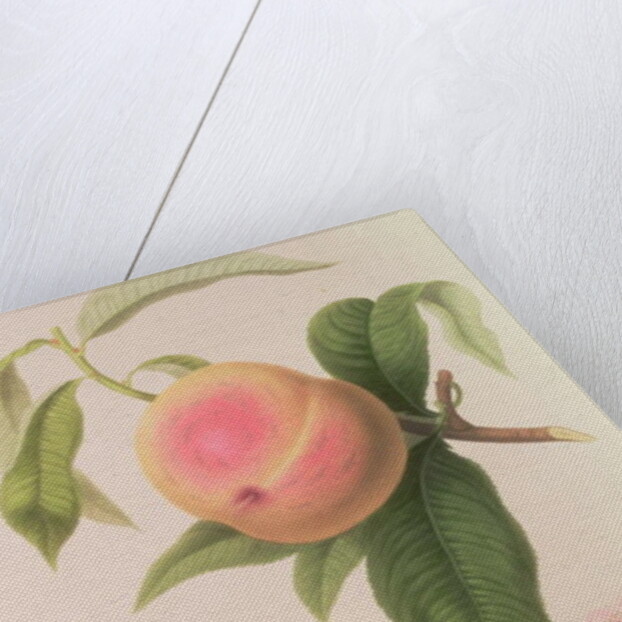 Noblesse Peach by William Hooker