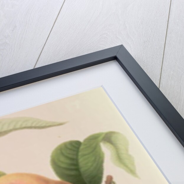 Noblesse Peach by William Hooker