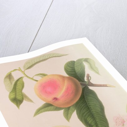 Noblesse Peach by William Hooker