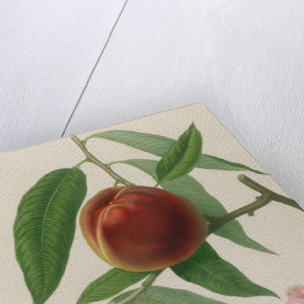 Nectarine: Neals Early Purple by William Hooker