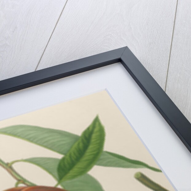 Nectarine: Neals Early Purple by William Hooker