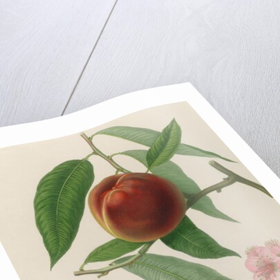 Nectarine: Neals Early Purple by William Hooker