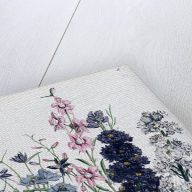 Delphiniums by Jane Loudon