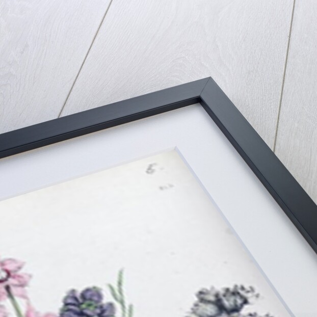 Delphiniums by Jane Loudon