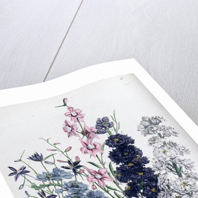 Delphiniums by Jane Loudon