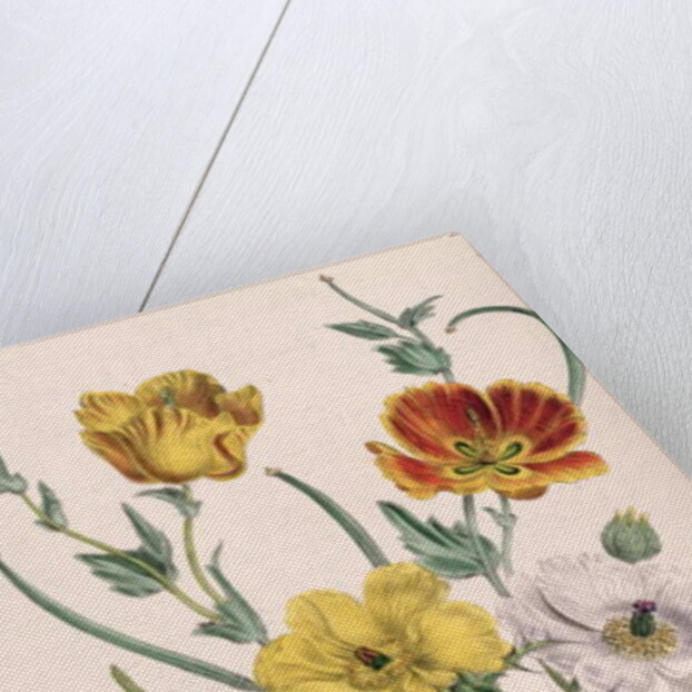 Poppies and Anemones by Jane Loudon