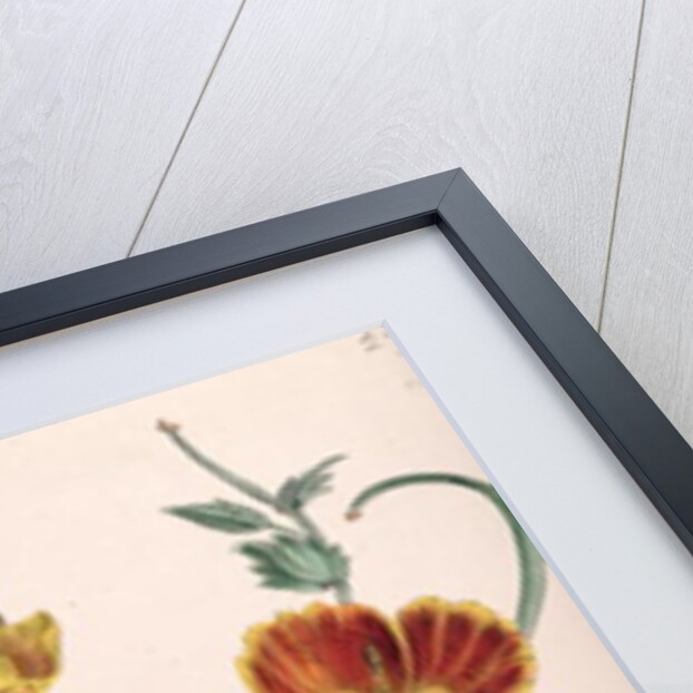 Poppies and Anemones by Jane Loudon