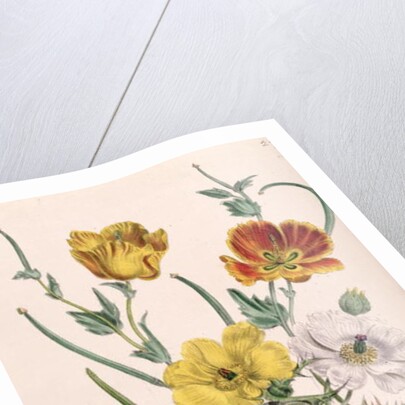 Poppies and Anemones by Jane Loudon