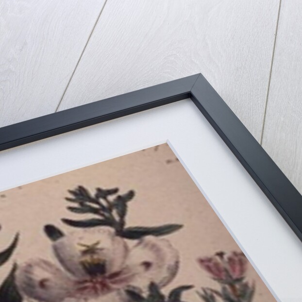 Godetia and Anothera by Jane Loudon