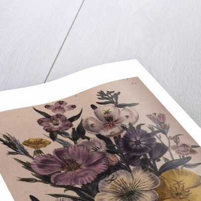 Godetia and Anothera by Jane Loudon