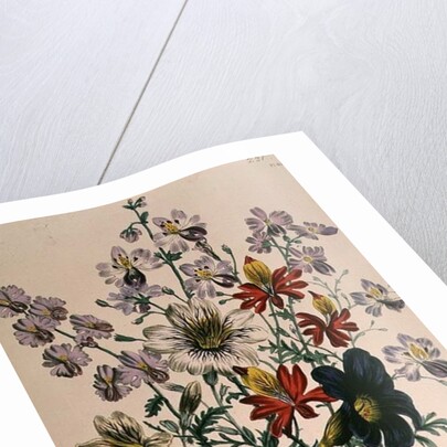 Crane's Bill, plate 42 from 'The Ladies' Flower Garden', published 1842 by Jane Loudon