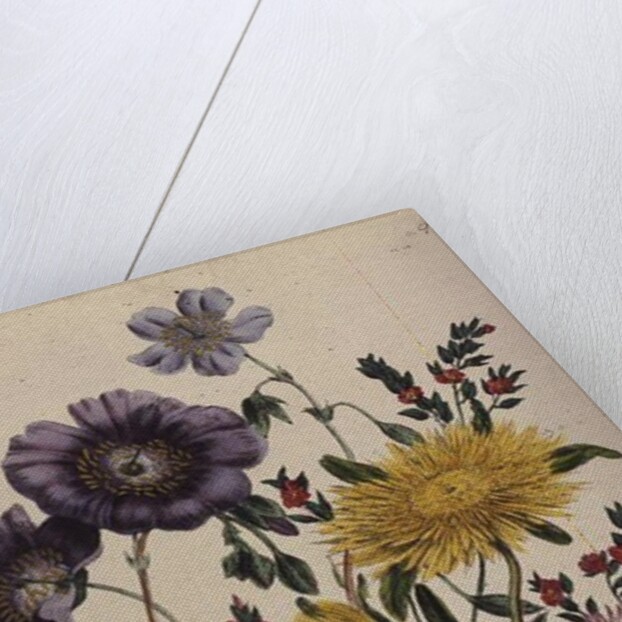 Calandrinia by Jane Loudon