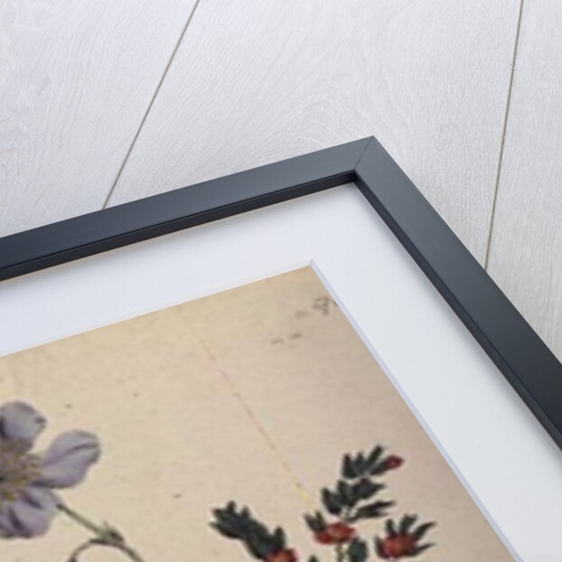 Calandrinia by Jane Loudon