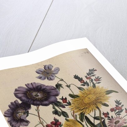 Calandrinia by Jane Loudon