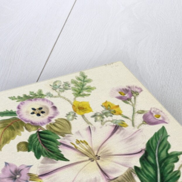 Devil's Trumpet, plate 46 from 'The Ladies' Flower Garden', published 1842 by Jane Loudon