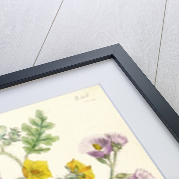 Devil's Trumpet, plate 46 from 'The Ladies' Flower Garden', published 1842 by Jane Loudon