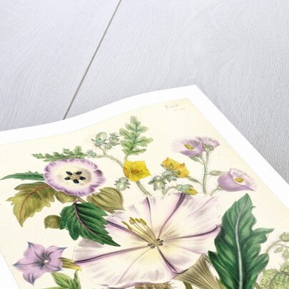 Devil's Trumpet, plate 46 from 'The Ladies' Flower Garden', published 1842 by Jane Loudon